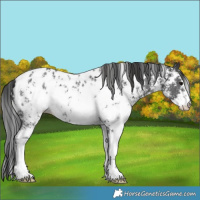 Horse Color:Black Sabino Appaloosa