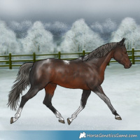 Horse Color:Liver Chestnut Mushroom Tobiano 
