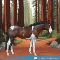 Horse Color:White Spotted Liver Chestnut Tobiano 