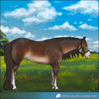 Horse Color:White Spotted Liver Chestnut