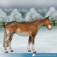 Horse Color:Chocolate Palomino Tobiano 