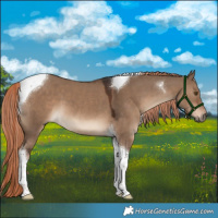 Horse Color:Liver Red Dun Tobiano