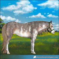 Horse Color:Liver Chestnut Sabino Rabicano 