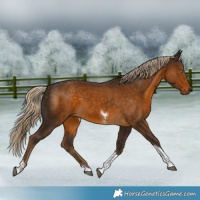Horse Color:Chocolate Palomino Sabino Tobiano