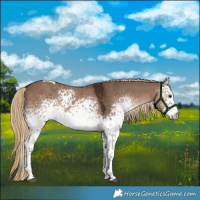Horse Color:White Spotted Liver Red Dun Tobiano Rabicano