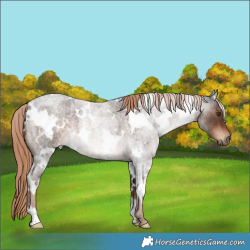 Horse Color:White Spotted Liver Red Roan 