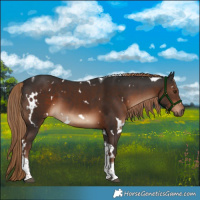 Horse Color:White Spotted Liver Chestnut Tobiano
