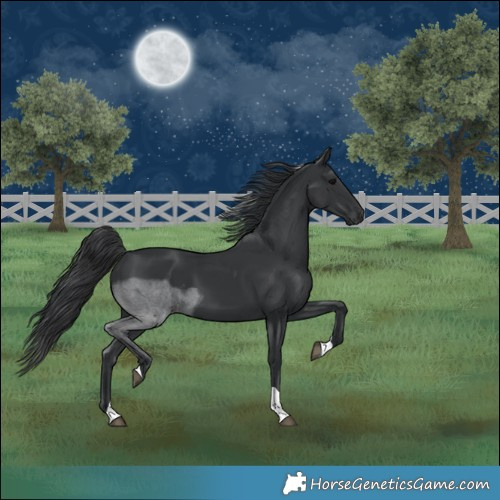 Horse Color:Black Tobiano