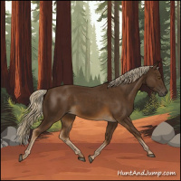 Horse Color:Chocolate Palomino 