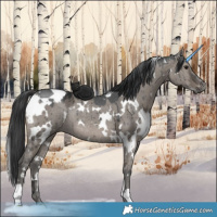 Horse Color:White Spotted Grullo Ice Rabicano Brindle