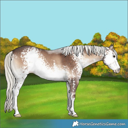Horse Color:White Spotted Liver Red Onyx Mushroom Sabino Rabicano 