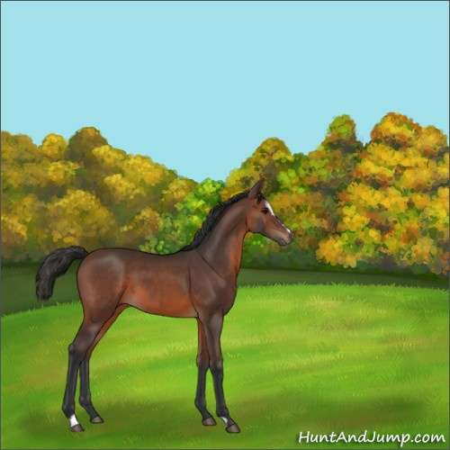 Horse Color:Brown Sabino 