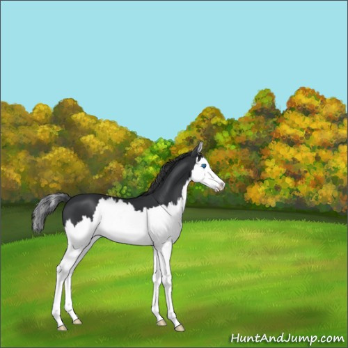 Horse Color:Black Sabino Splash 