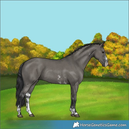 Horse Color:Grullo Sabino Rabicano 