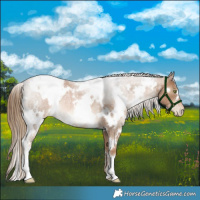Horse Color:White Spotted Liver Red Roan Pearl Rabicano