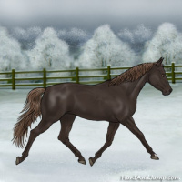 Horse Color:Liver Chestnut 