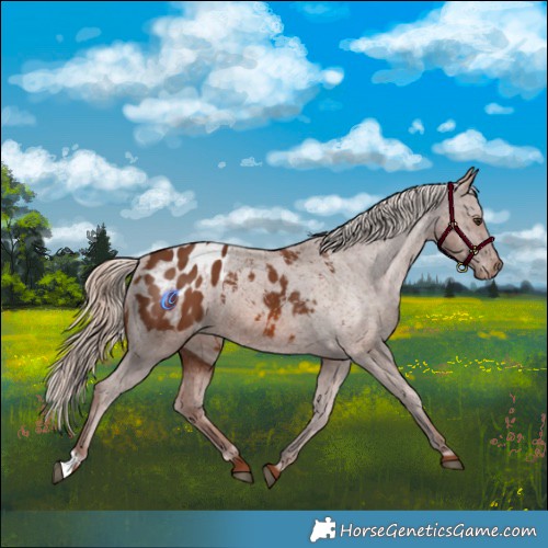 Horse Color:Chestnut Appaloosa 