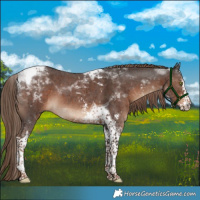 Horse Color:Liver Chestnut Sabino Tobiano 