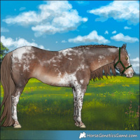 Horse Color:Liver Chestnut Sabino Tobiano