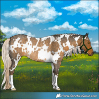 Horse Color:White Spotted Chocolate Palomino Roan Mushroom Rabicano 