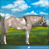 Horse Color:White Spotted Liver Red Dun Mushroom Tobiano 