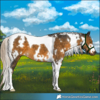 Horse Color:White Spotted Chocolate Palomino Mushroom Tobiano