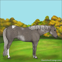 Horse Color:Silver Black Tobiano 