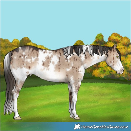 Horse Color:White Spotted Liver Red Dun Sabino Brindle 