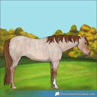 Horse Color:Red Dun Roan