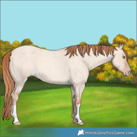 Horse Color:Gold Champagne Roan Dun