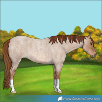 Horse Color:Red Dun Roan 