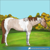 Horse Color:Red Dun Roan Tobiano 