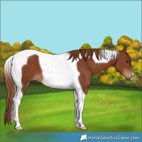 Horse Color:Chestnut Tobiano 