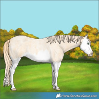 Horse Color:Gold Cream Champagne Roan Dun Splash 
