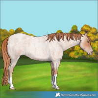 Horse Color:Gold Champagne Roan 