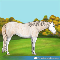 Horse Color:Palomino Roan Splash