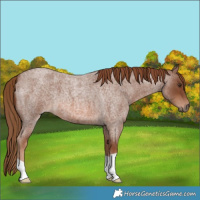 Horse Color:Red Roan 