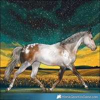 Horse Color:White Spotted Chocolate Palomino Sabino Rabicano