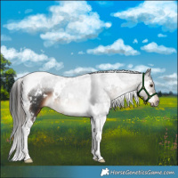 Horse Color:White Spotted Liver Chestnut Tobiano Rabicano