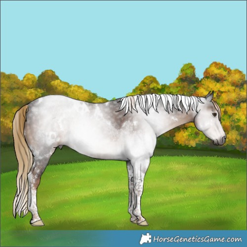 Horse Color:Gray White Spotted Liver Chestnut Tobiano 