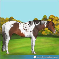 Horse Color:Bay Tobiano