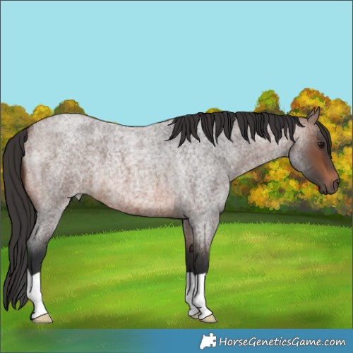 Horse Color:Brown Roan 