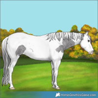 Horse Color:Smoky Blue Roan Splash Tobiano
