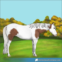 Horse Color:Silver Black Splash Tobiano 