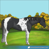 Horse Color:Black Tobiano 