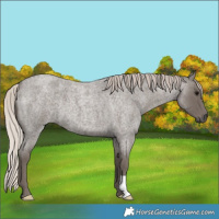 Horse Color:Silver Blue Roan 