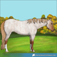 Horse Color:Red Dun Roan 