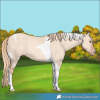 Horse Color:Gold Champagne Dun Tobiano 
