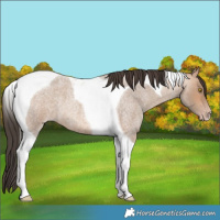 Horse Color:Amber Champagne Roan Tobiano