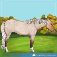Horse Color:Silver Bay Roan Dun